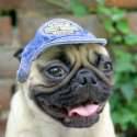 c'est mon chien